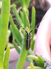 Agapanthia suturalis