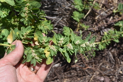 Euphorbia anthonyi