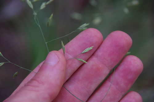Image of Festuca versuta by (c) Eric Knight, some rights reserved (CC BY)