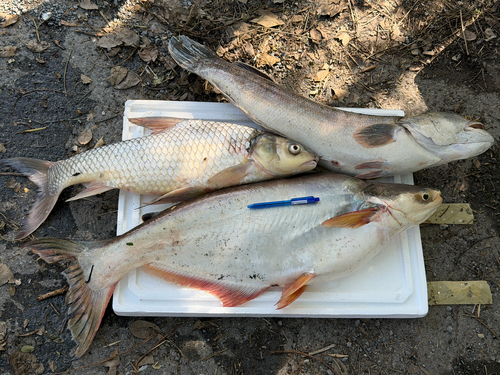 Soldier River Barb