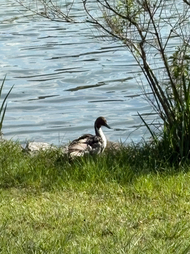 Northern Pintail