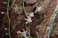 Acriopsis liliifolia