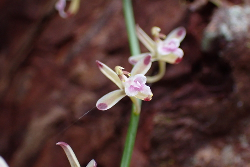 Acriopsis liliifolia, photograph 1