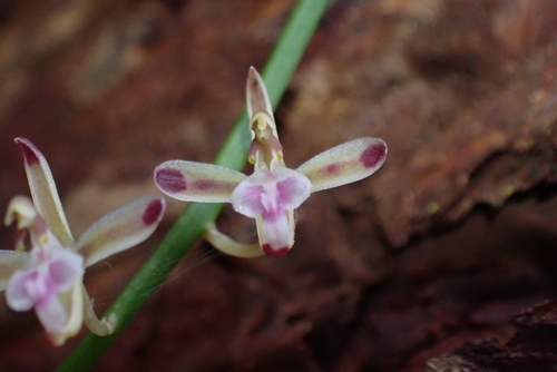Acriopsis liliifolia, photograph 2
