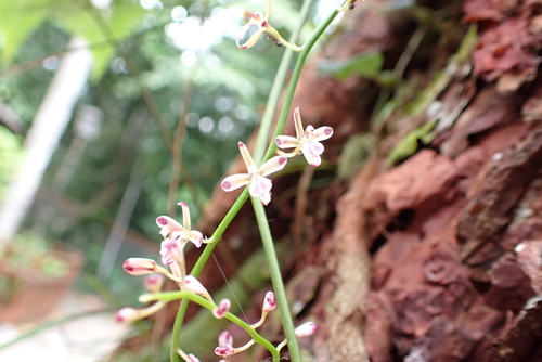 Acriopsis liliifolia, photograph 3