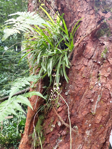 Acriopsis liliifolia, photograph 4