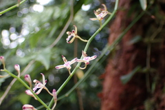(c) Michael Berardozzi, some rights reserved (CC BY) Acriopsis liliifolia, photograph (c) Michael Berardozzi, some rights reserved (CC BY)