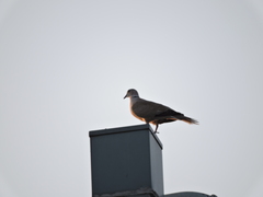 Streptopelia decaocto