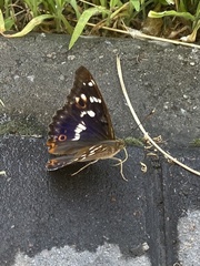Lesser Purple Emperor