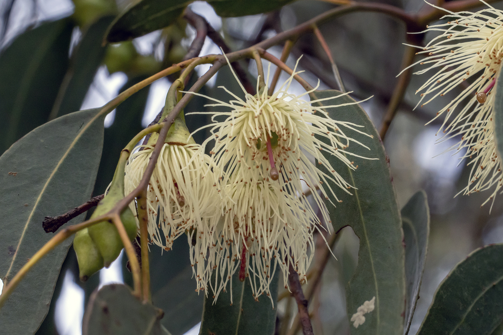 Eucalyptus tricarpa; photograph (c) Andrew Allen, some rights reserved (CC BY)
