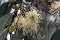Eucalyptus tricarpa