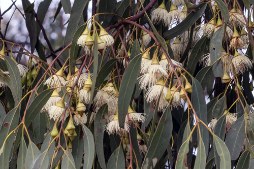 Eucalyptus tricarpa, photograph 1