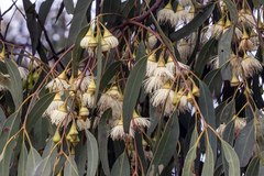 (c) Andrew Allen, some rights reserved (CC BY) Eucalyptus tricarpa, photograph (c) Andrew Allen, some rights reserved (CC BY)