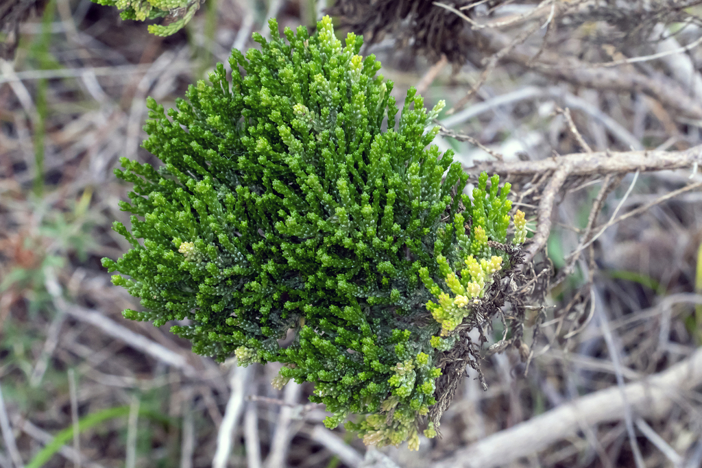 Olearia teretifolia; photograph (c) Andrew Allen, some rights reserved (CC BY)