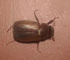 Melolonthinae