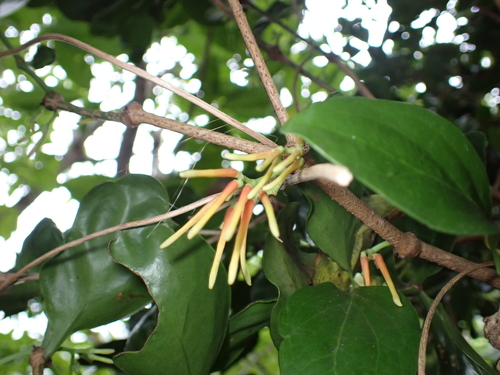 Amyema artensis observed 2026-06-16