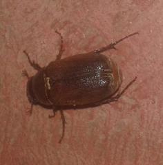 Melolonthinae