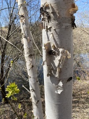 Betula papyrifera