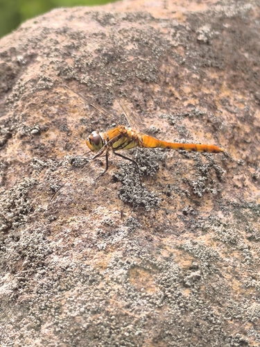 Autumn Darter
