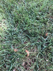 Zoysia