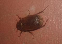 Melolonthinae
