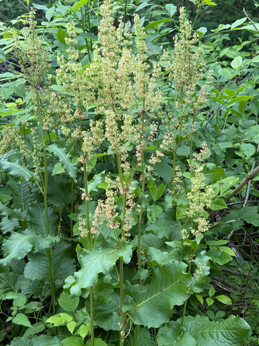 Наблюдение на iNaturalist