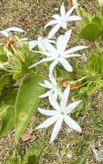Jasminum multiflorum