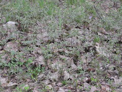 Ranunculus monophyllus