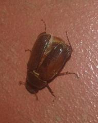 Melolonthinae