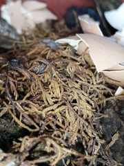 Thuidium peruvianum