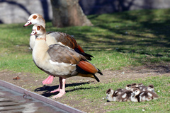 Alopochen aegyptiaca