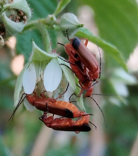 Common Red Soldier Beetle