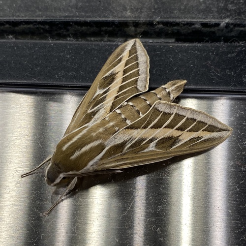 Striped Hawkmoth