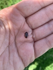 Agabus disintegratus