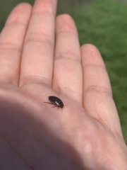 Agabus disintegratus