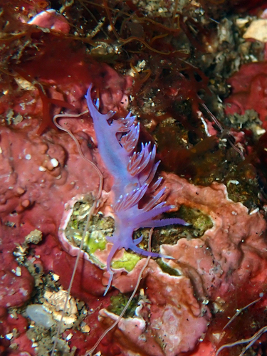 Mediterranean Violet Aeolid