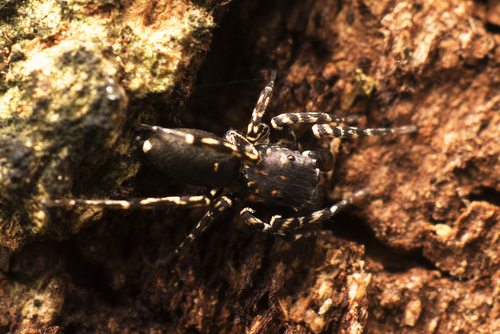 Cyrba ocellata