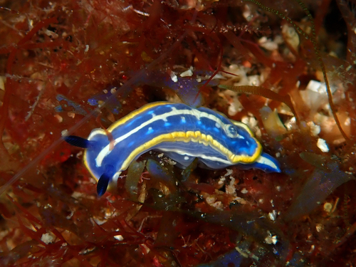 Tricolored Felimare