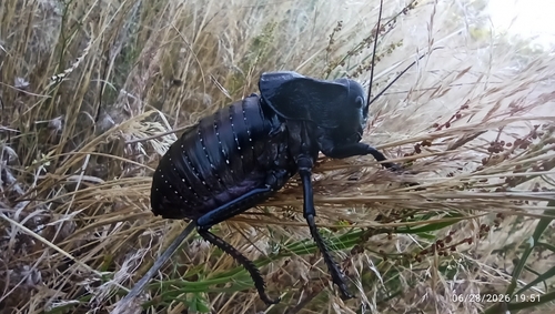 Bronze Glandular Bush-cricket
