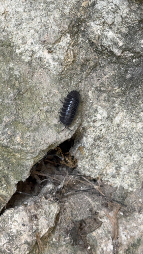 Southern Pill Woodlouse