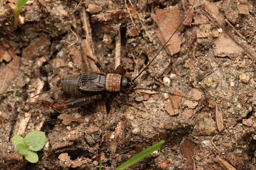 Wood Cricket, photo 9 of 9