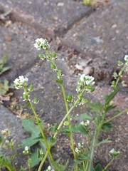 Cochlearia danica