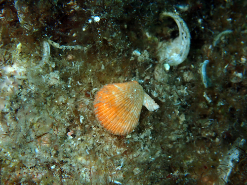 dwarf fan shell