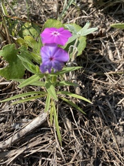Phlox glabriflora