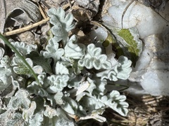 Jacobaea leucophylla, photograph (c) chrisdt, some rights reserved (CC BY)