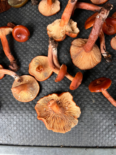Lactarius eucalypti