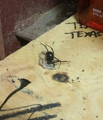 Latrodectus mactans