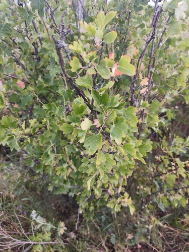 golden currant