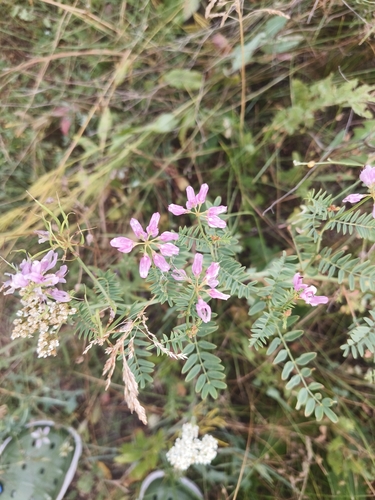 purple crownvetch