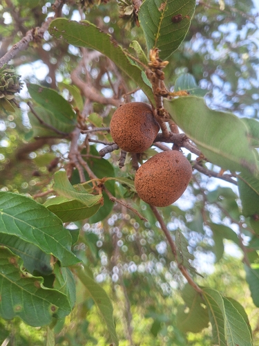 Mobola Plum